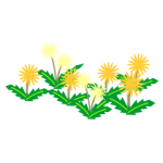 たんぽぽ たんぽぽ